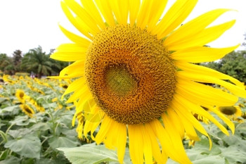 太阳花田向日葵图片