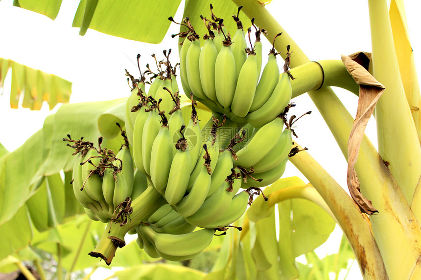 熟的香蕉树图片