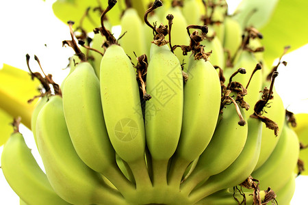 熟的香蕉树背景图片