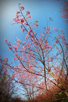 泰国Phulomlo山Phitsanulok泰国Phitsanulok的Sakurathailand开花图片