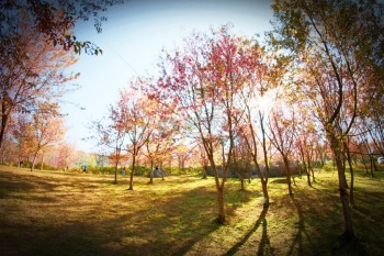 泰国Phulomlo山Phitsanulok泰国Phitsanulok的Sakurathailand开花图片