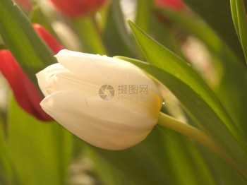 Tullip花瓣照片图片