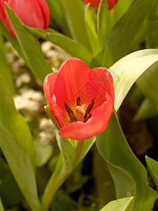 Tullip花瓣照片图片