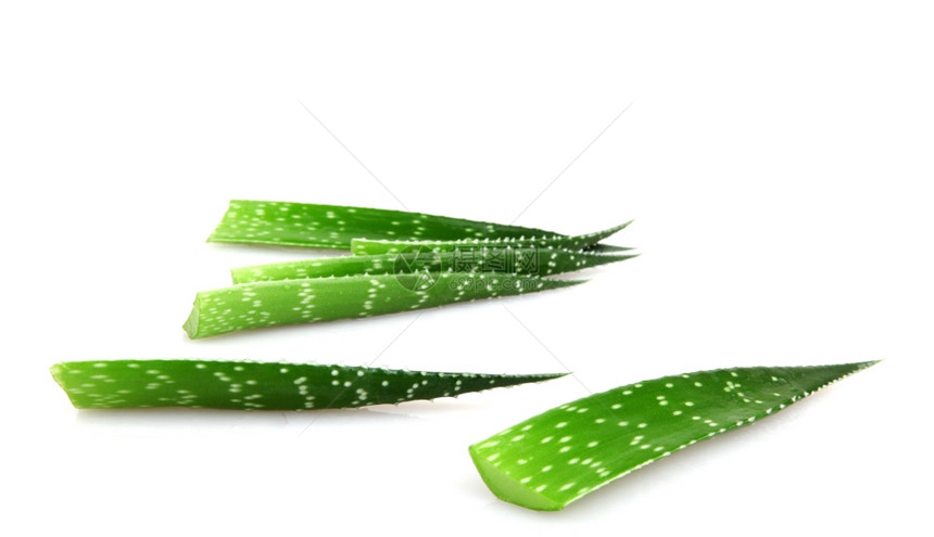 Aloe植物白线上隔离的Aloe植物图片
