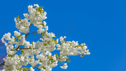 春花季背景低矮稀疏树枝高清图片