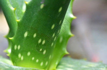 紧贴的aloevera板的照片图片