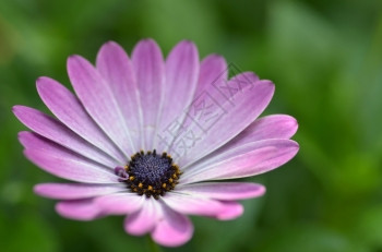 美丽的紫色菊花和绿的大自然图片