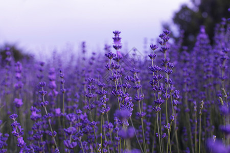 田野中的紫菜花图片