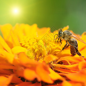 蜜蜂授粉花朵图片