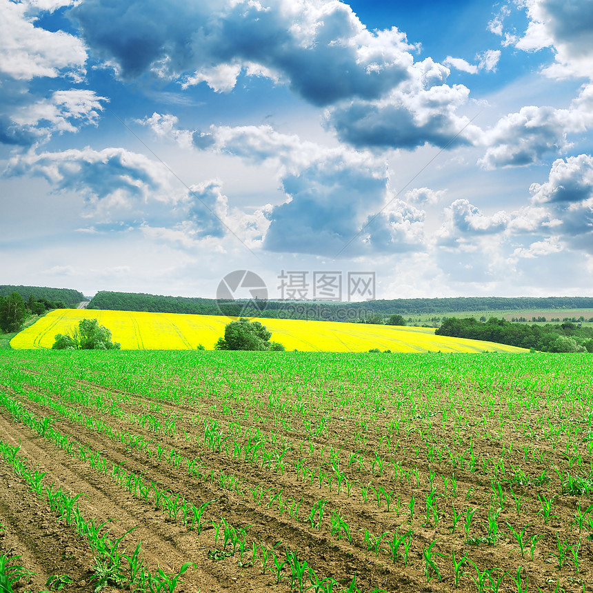 春玉米田和蓝天空图片