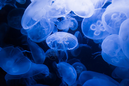 蓝水母北极霞水母高清图片