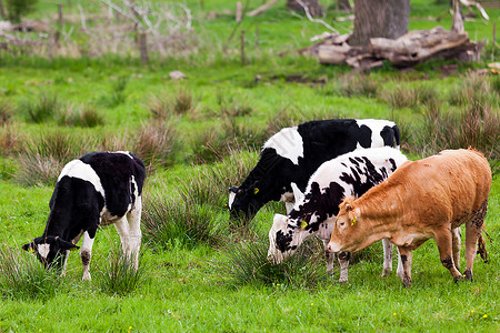 奶牛在绿草地上放牧图片