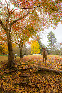 野鹿在纳拉公园自由漫游图片