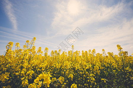 蓝色阳光天空的黄绿地古景象照片图片