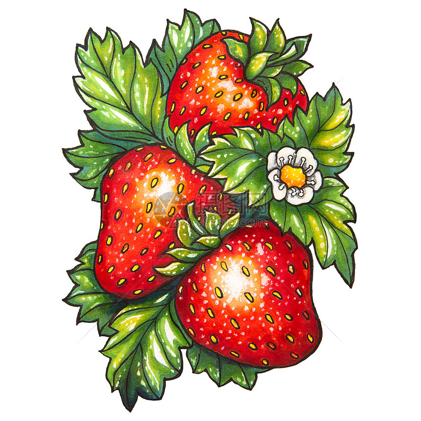 三个成熟的草莓和绿叶背景的花朵被画上标记图片