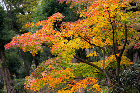 美丽的日本花园秋叶图片