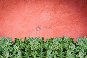 手工制作创意红色墙背景库存照片上的绿色植物图片
