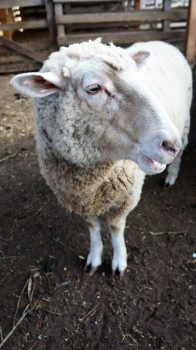 澳大利亚农场的白羊图片