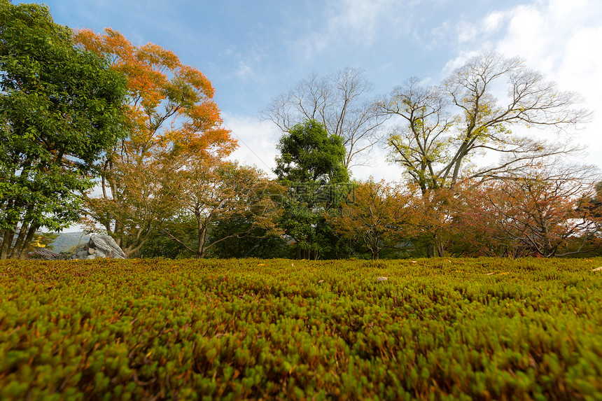 黄色橙和红秋叶在美丽的天公园图片