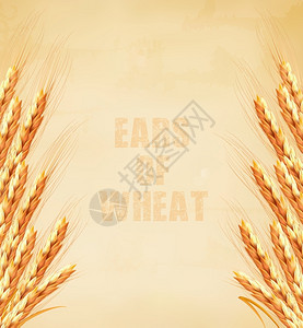 复古风小麦矢量元素背景图片