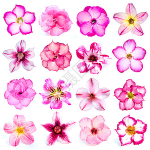 白色背景上分离的粉红色花集图片