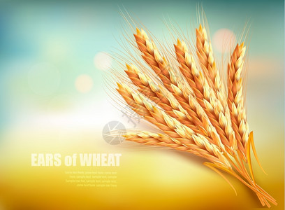 小麦矢量元素背景图片