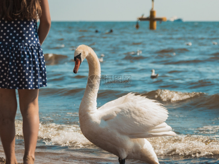 和天鹅一起在海边的滩上小女孩和天鹅在海边玩得开心暑假放松图片