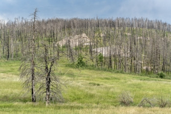 位于科罗拉多州柯林斯堡附近的吉普车小道罗斯福森林的旧鲜花路一带从野火的森林中恢复山背景图片