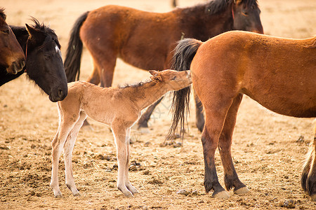小马向妈寻求一些营养在伯恩斯附近的俄勒冈图片