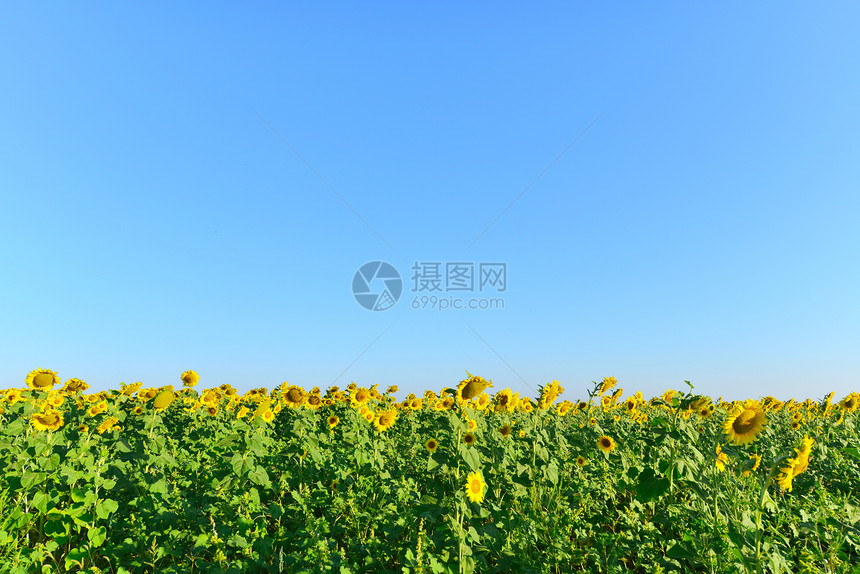 向日葵田和蓝色天空夏季田图片