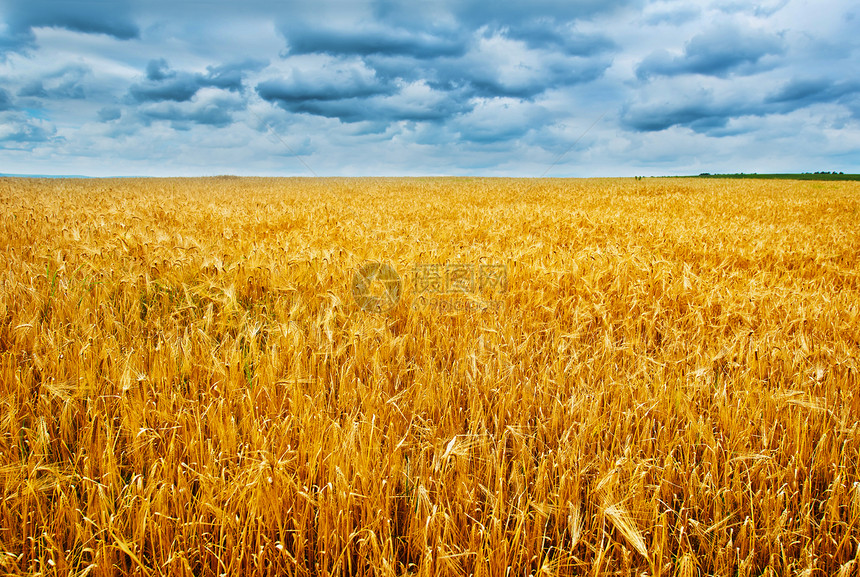乌克兰的成熟小麦田和蓝天图片