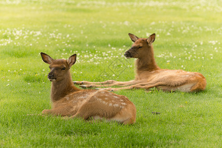 两只小鹿躺在草地上放松高清图片