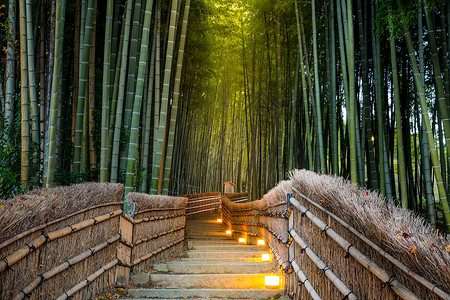 日本京都的青山竹林高清图片