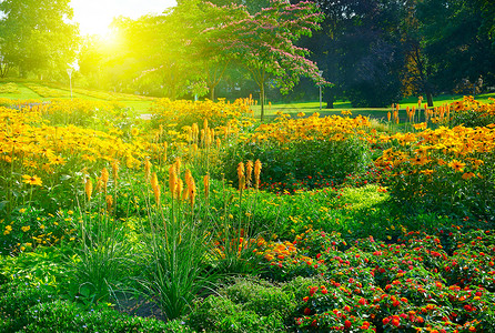 阳光明日早晨多彩花棚在公园里图片