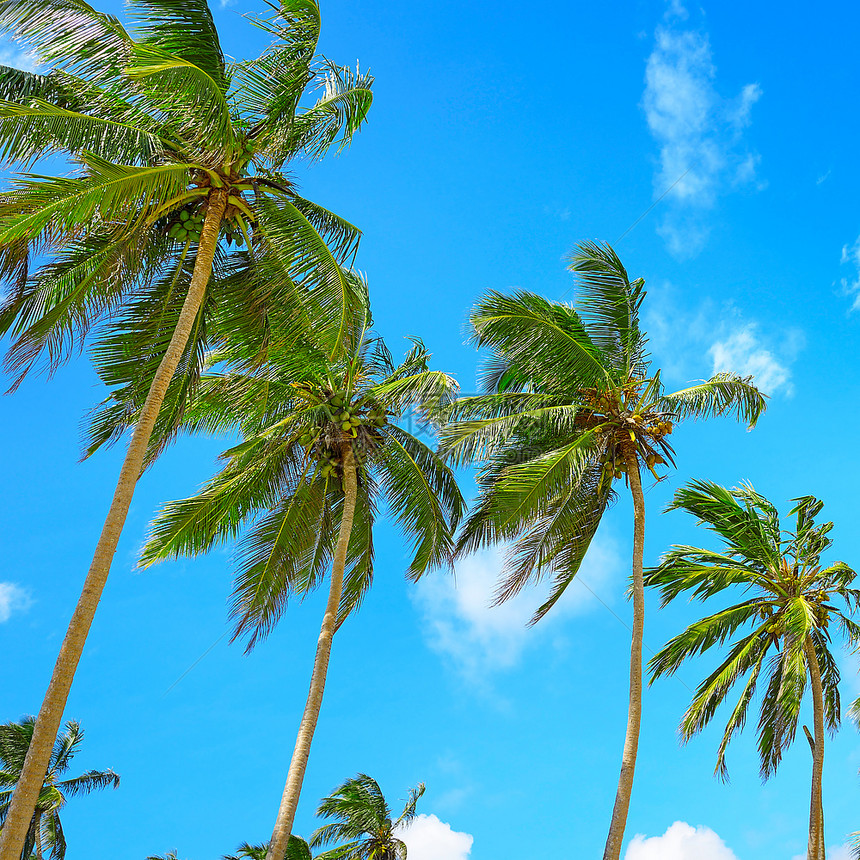 蓝天背景上的高棕榈图片