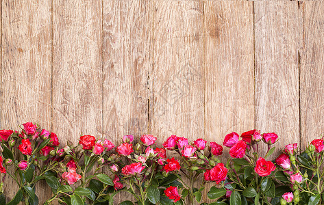 木板上的红玫瑰情人节背景背景图片