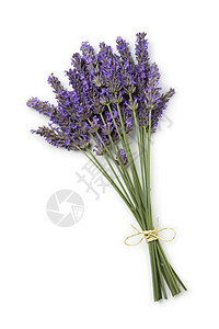 白色背景的鲜紫花束高清图片