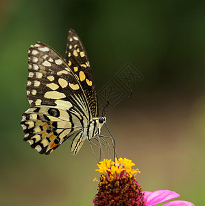 美丽的蝴蝶在一朵花上浸泡图片