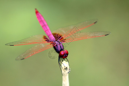 红色蜻蜓树枝上插着龙尾的图像背景