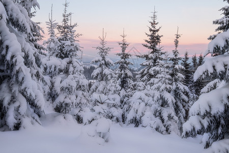 冬季山丘树木被白雪覆盖图片