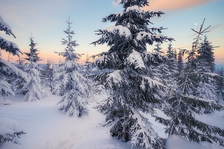 冬季山丘的树木图片