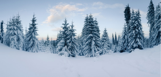 雪林全景图片