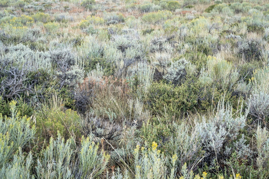 科罗拉多州北公园野花树枝和其他灌木的深夏末挂毯图片