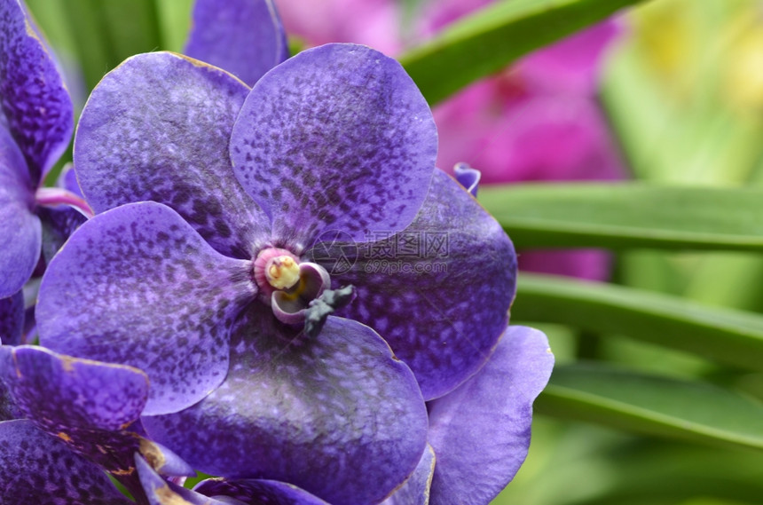 美丽的紫兰花图片