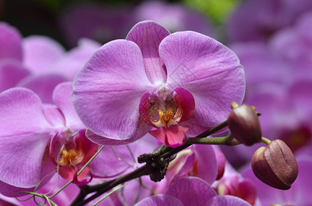美丽的紫兰花背景图片