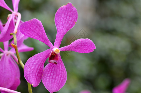 美丽的紫兰花背景图片