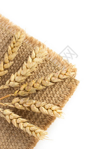 白底孤立的小麦耳朵图片