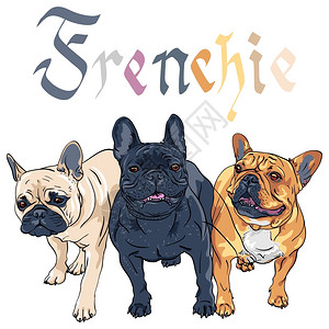 3E椰棕3矢量黑色蒙的Fawnbirddle和棕色狗法国牛犬品种插画