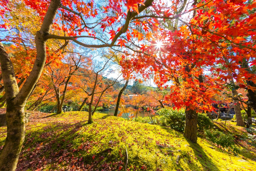 秋天落叶黄色橙红在美丽的秋天公园图片