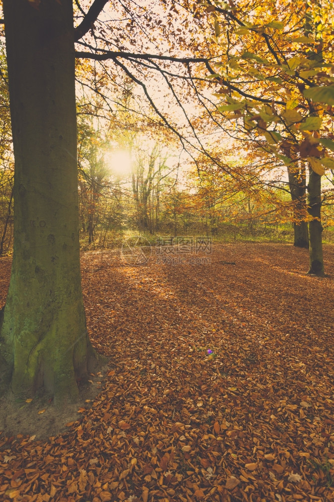 阳光下的秋天树自然的户外美景概念秋天的林地被干叶覆盖图片